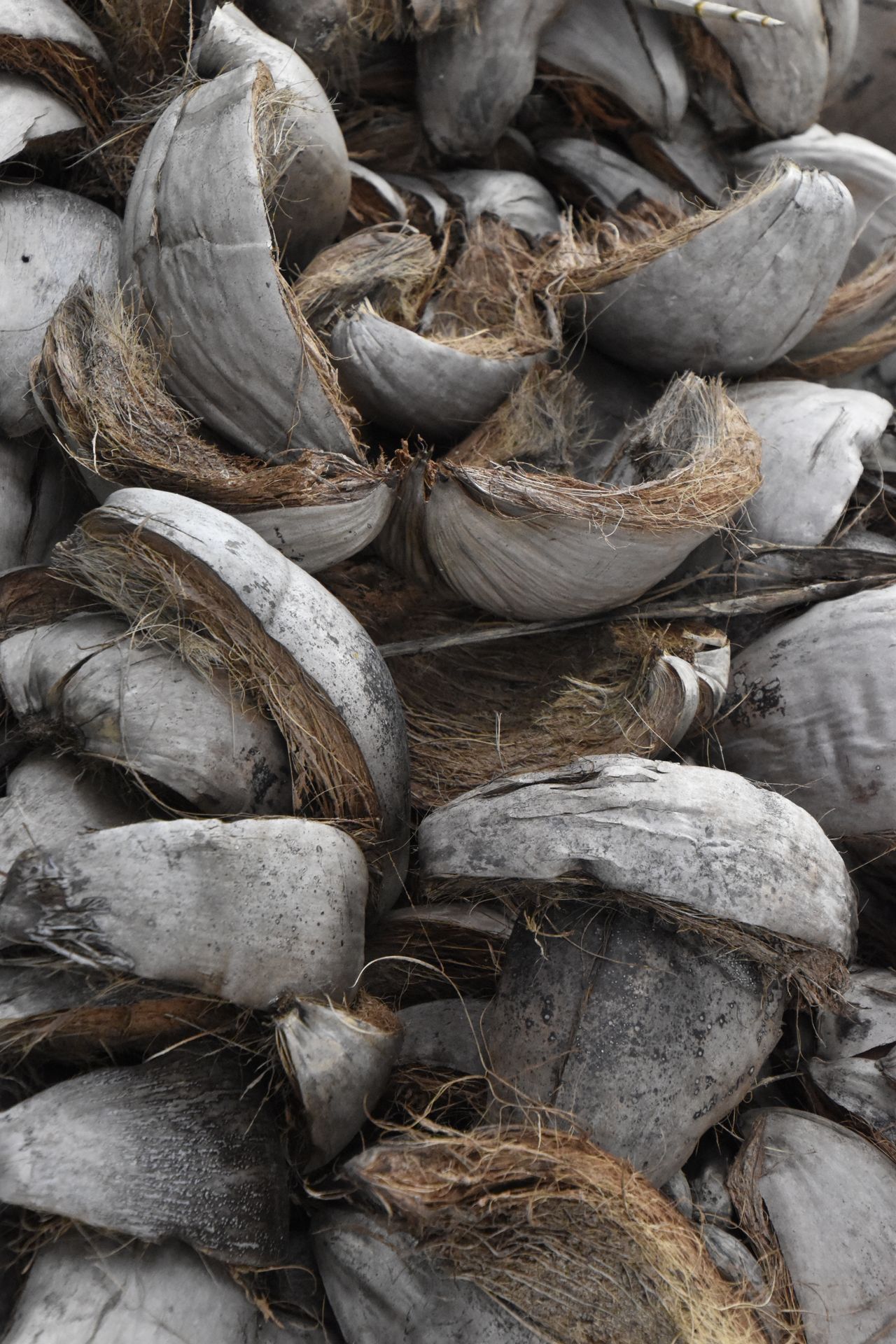 Diferentes tamanhos de chips de coco