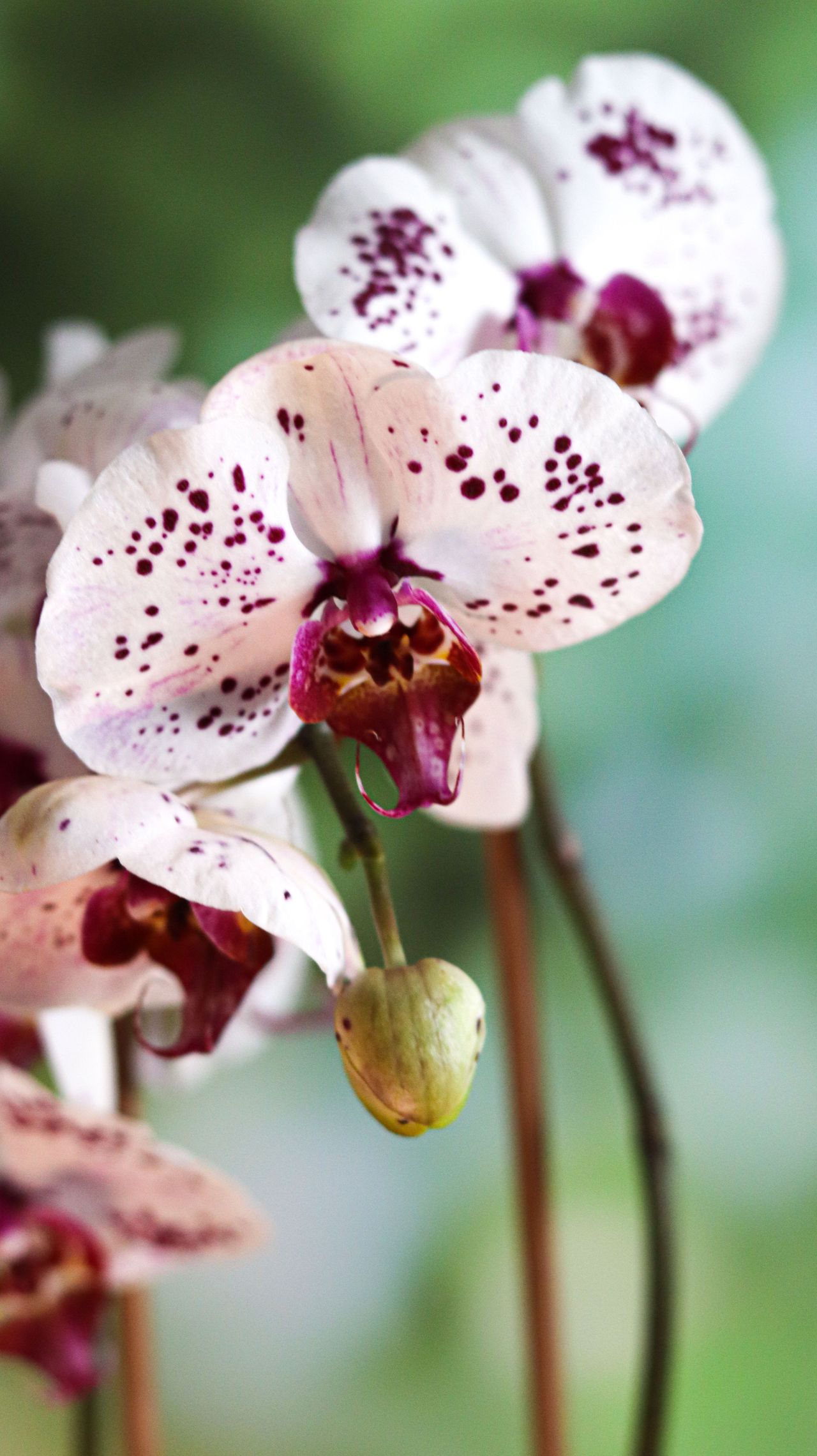Orquídeas com chips de coco