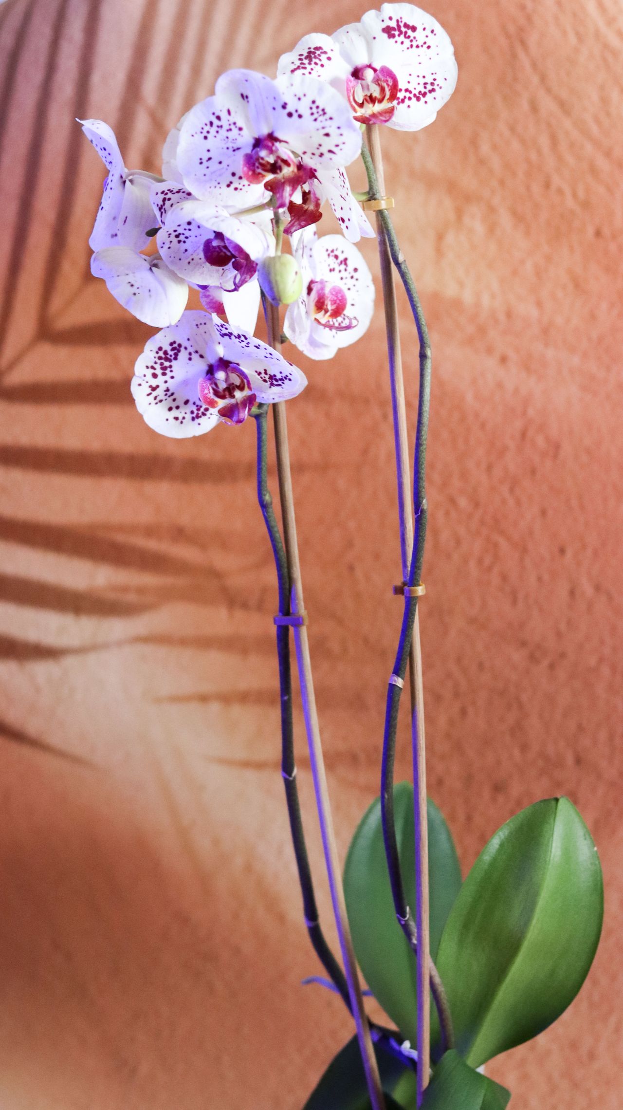 Orquídeas Phalaenopsis brancas com manchas em fundo quente — substrato ideal é chips de coco