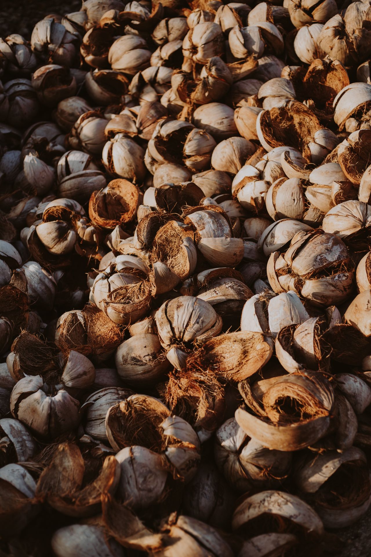 Cascas de coco secas em iluminação quente — matéria-prima dos chips