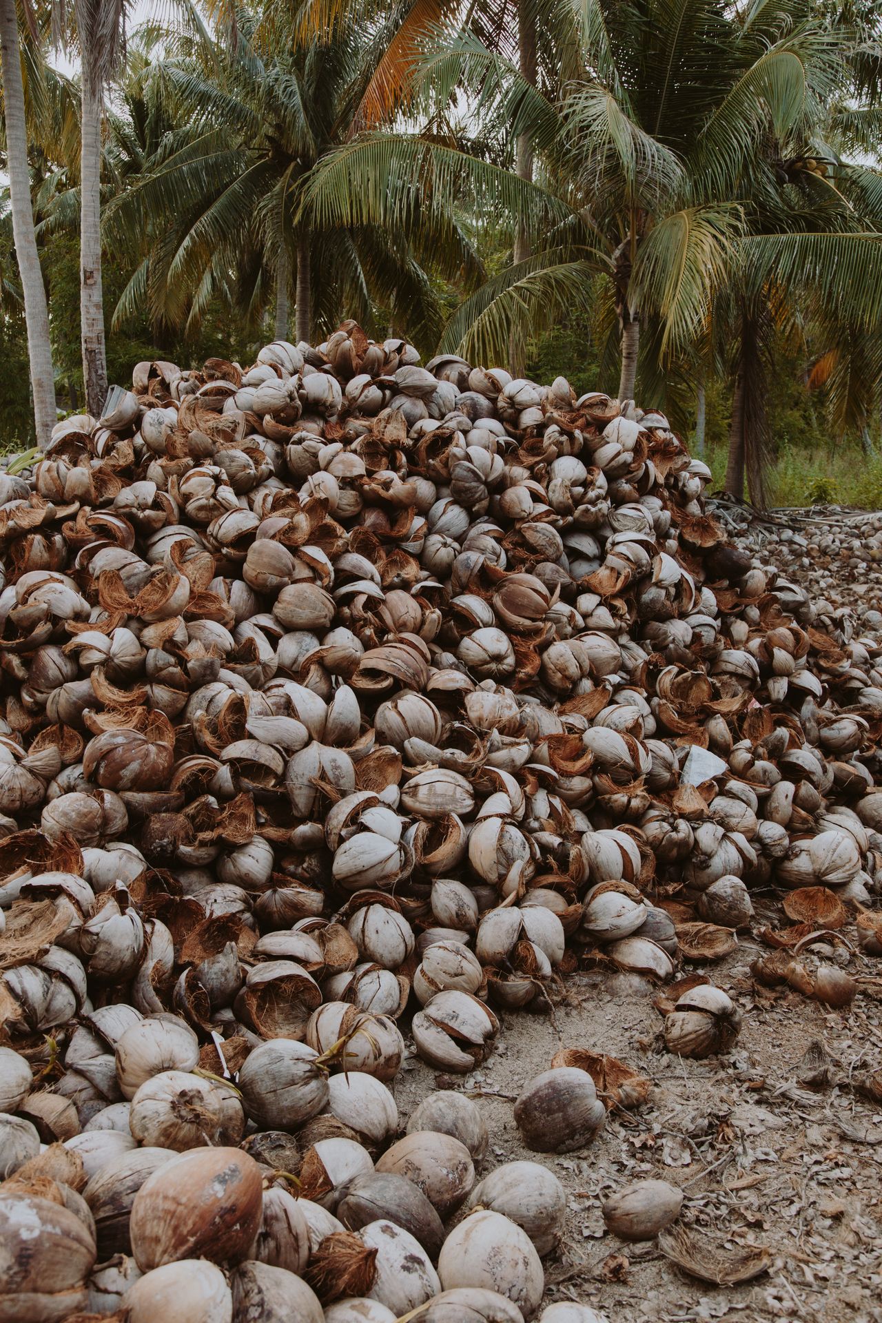 Cascas de coco sob palmeiras — chips grossos para drenagem