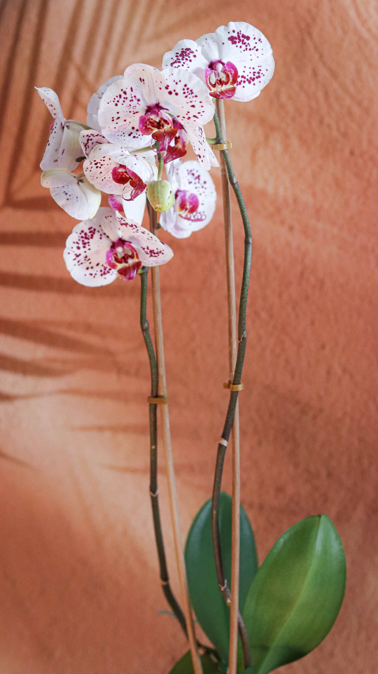Orquídea de perto com pétalas brancas moteadas em fundo texturizado